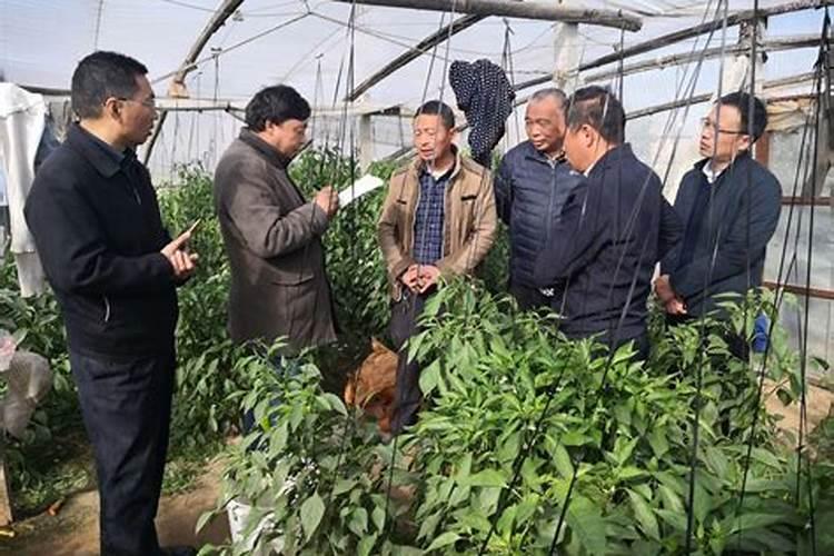 玉米什么时候追肥效果最好