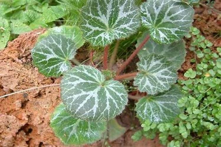 有机肥什么品牌好