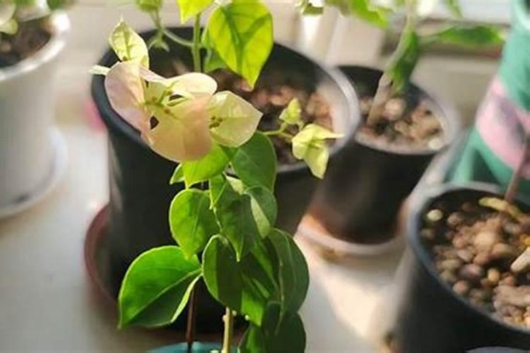 紫花苜蓿多久可以施肥啊