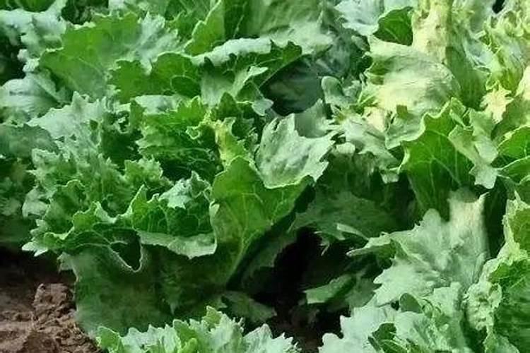 磷肥的作用是什么 磷肥怎么使用正确