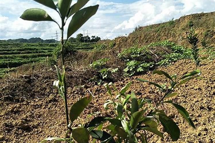 桉树第一年施肥方法 桉树第一年怎么施肥