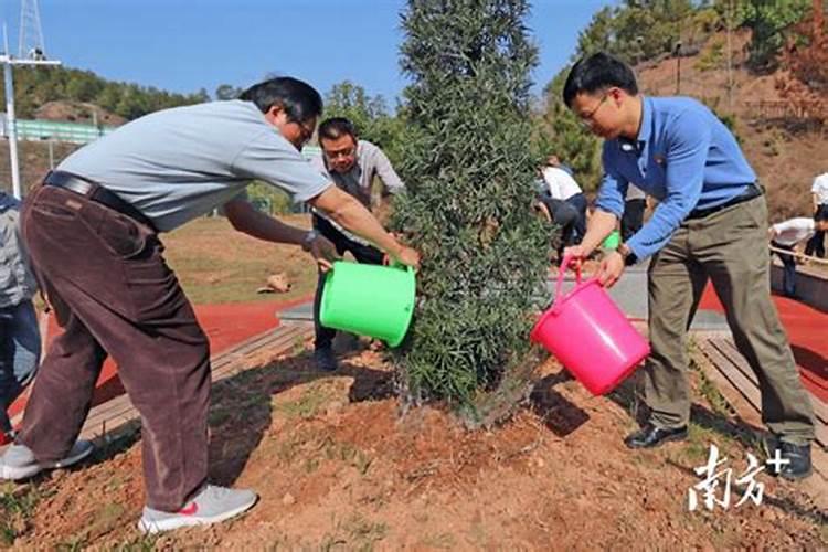 第一年小树苗能上化肥吗？