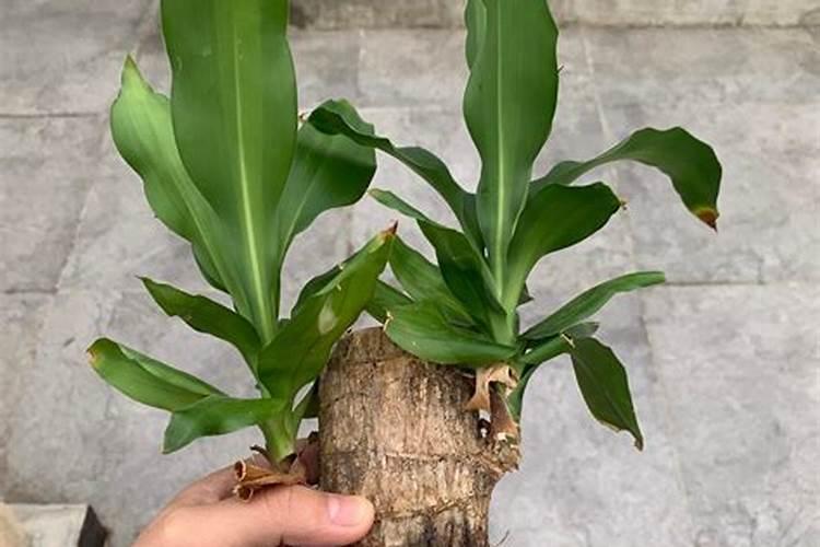 刚种的树多久浇一次水 多久可以施肥