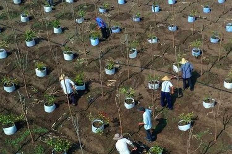 洋葱后期施什么肥洋葱后期怎么施肥