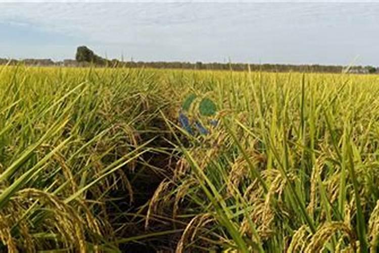 用什么钙使农作物的根增粗增长什么样的钙肥吸收利用率高