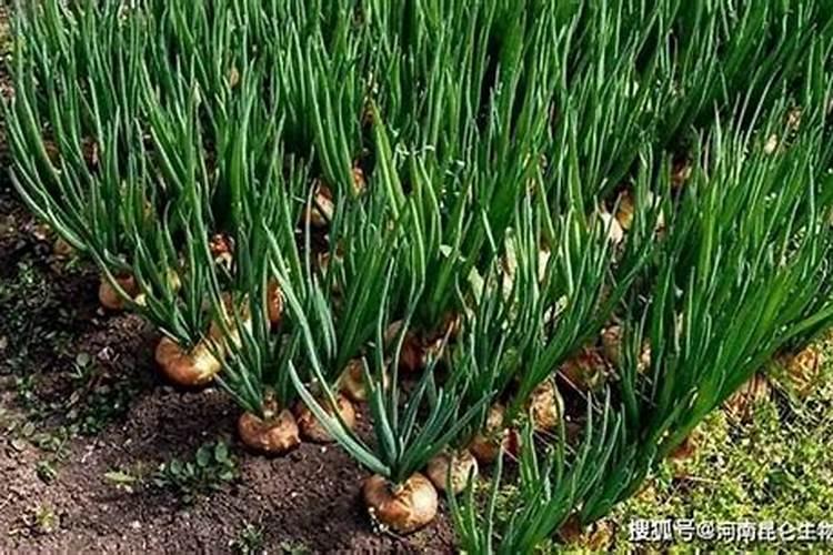 洋葱用什么肥料能使洋葱生长快