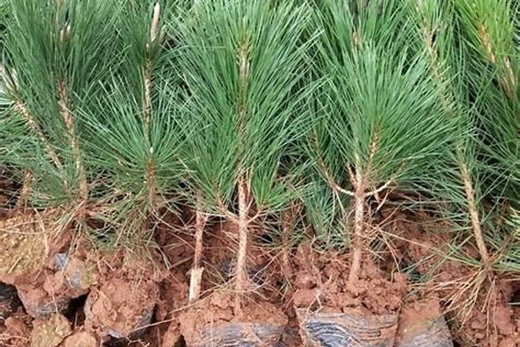 水溶肥跟尿素的区别