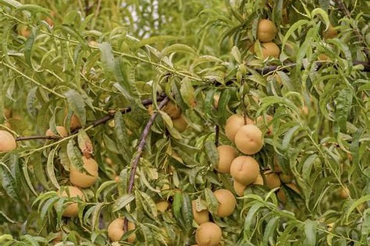 黄桃的施肥时间,具体是哪个时间段呢？