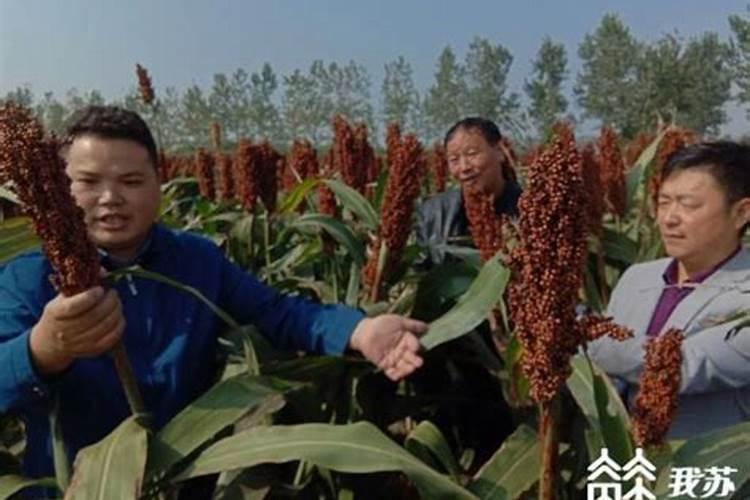 大姜种植想高产？施肥是关键!大姜施肥技术要点