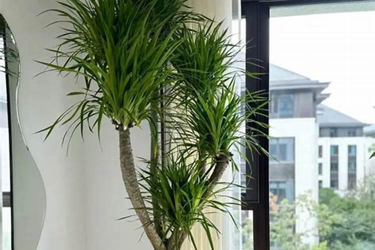 龙血树的养殖方法和注意事项