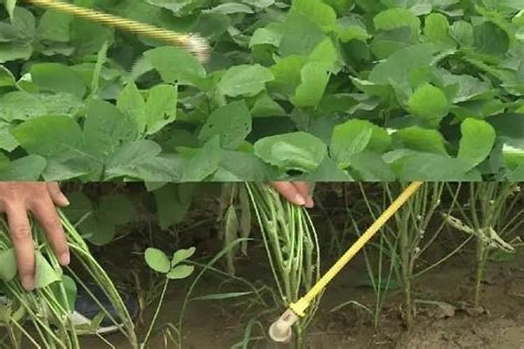 水溶性蛋白是什么