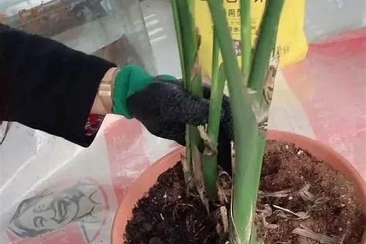 钙美磷化肥与磷酸钙化肥的区别