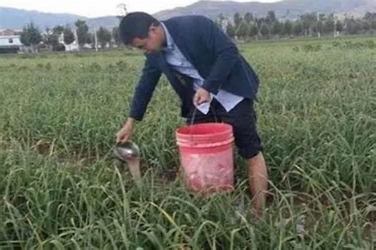 芸苔素内酯作用,24,28哪种好