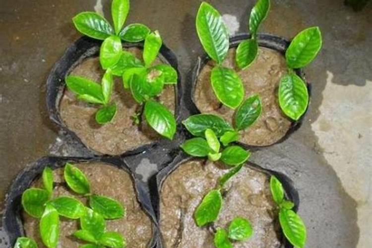 扦插小苗怎么施肥