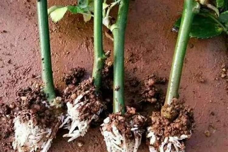 扦插小苗怎么施肥