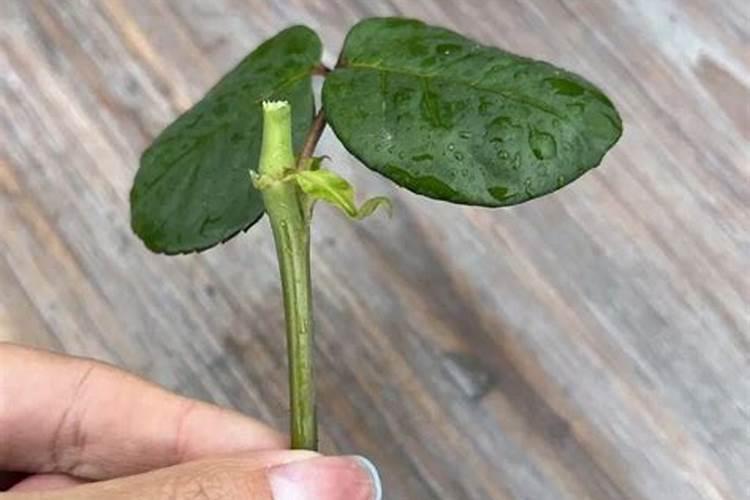 扦插苗成活后能用赤苺素喷洒吗？