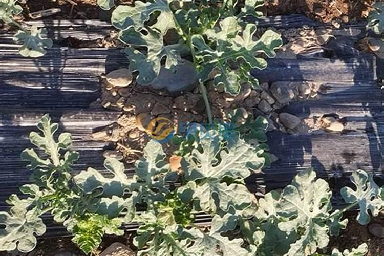 小麦种子发芽需要满足哪些条件