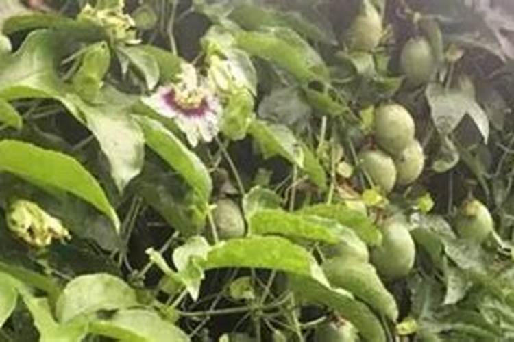 发酵黄豆做肥？