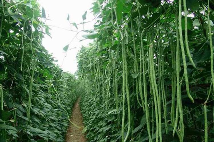 种菜为什么要盖稻草,种菜用什么有机肥