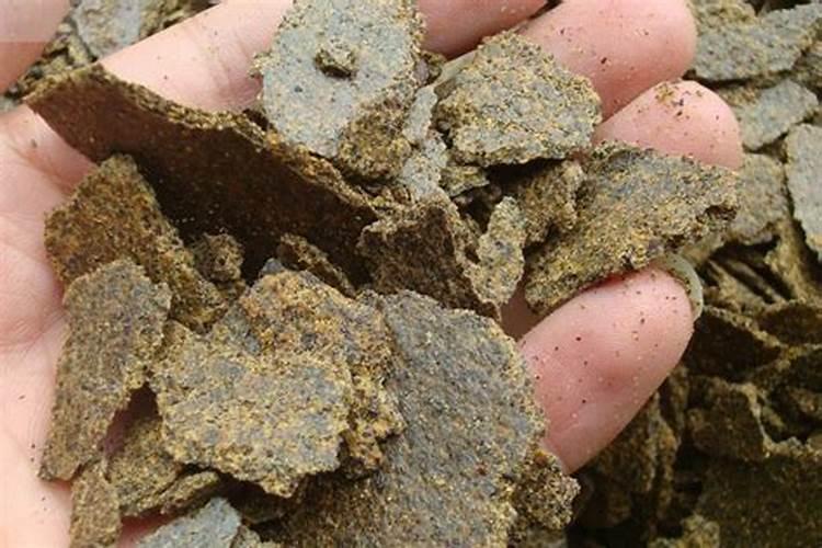 果树如何叶面补钙效果好？