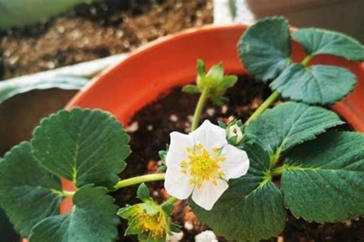 蝴蝶兰施什么肥最好