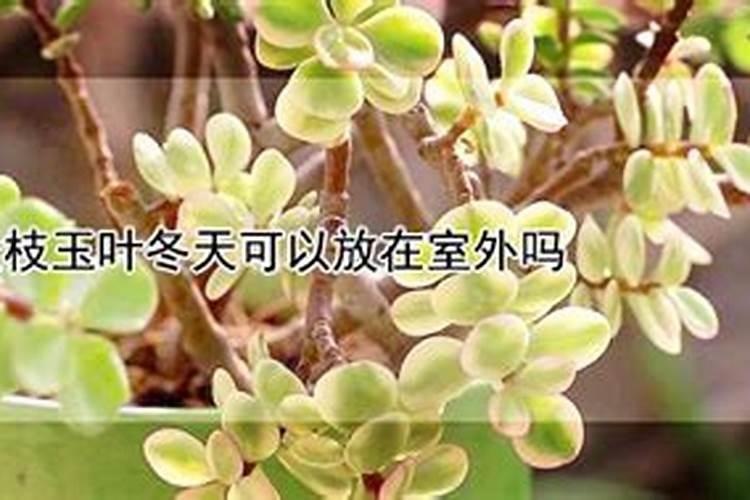 怎样用熟石灰鉴别铵态氮肥