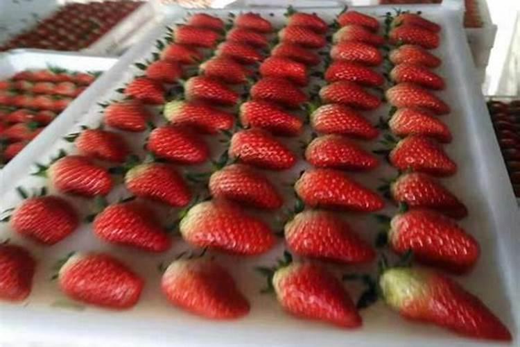 草莓专用肥是什么肥料 草莓施入氮磷钾肥的作用