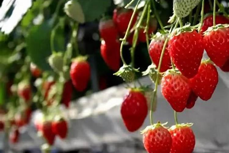 草莓专用肥是什么肥料 草莓施入氮磷钾肥的作用