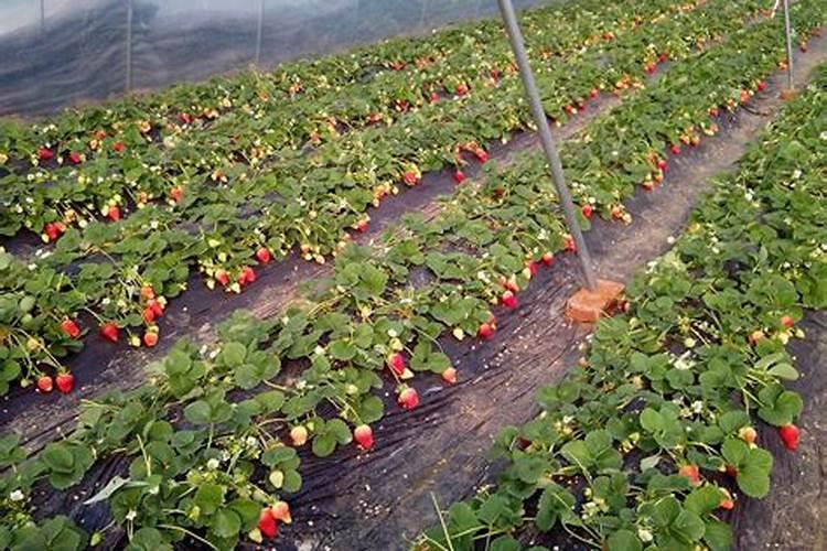 草莓专用肥配方