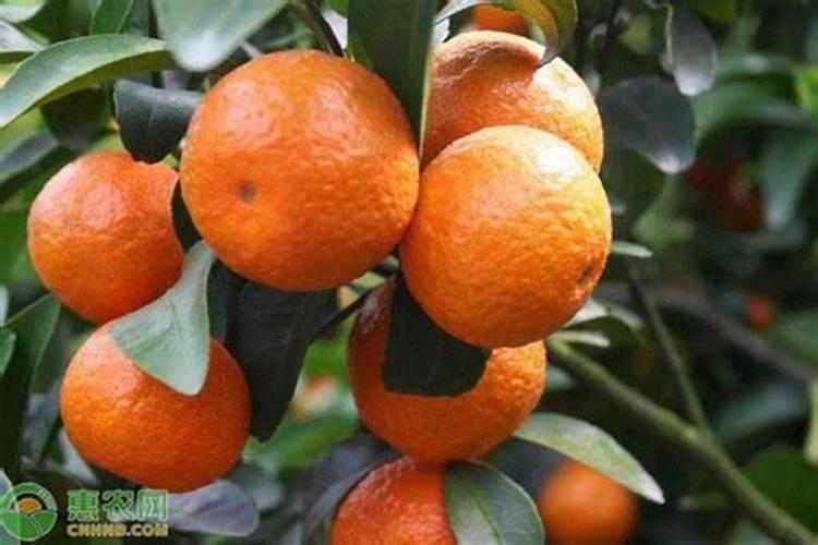 砂糖橘开花的时候能不能施肥？