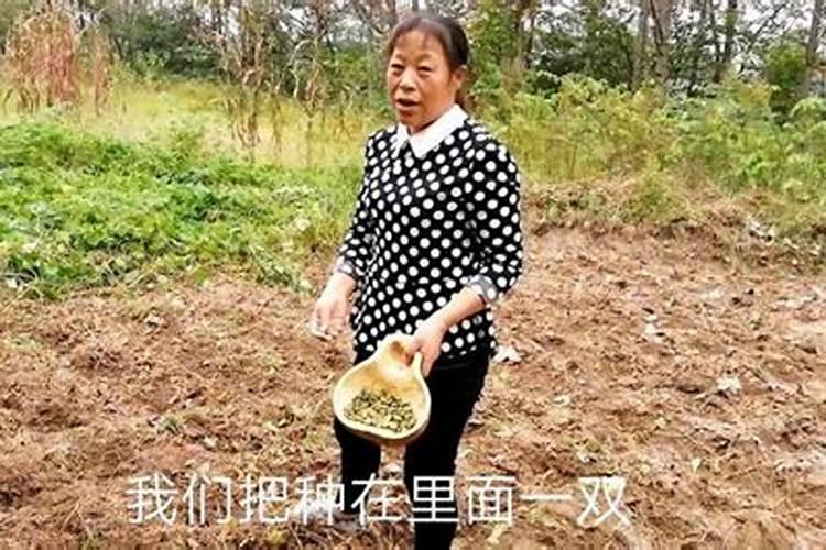 红豆什么时候种植红豆的种植时间