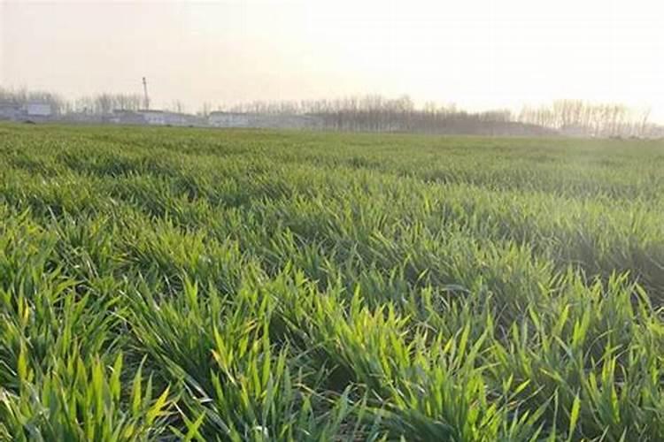 脐橙榨汁厂收脐橙多少钱一斤一斤？