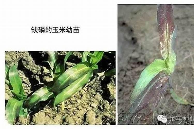 玉米大小不均匀是缺什么肥料了