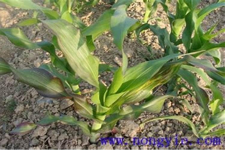 玉米缺钾症状有哪些