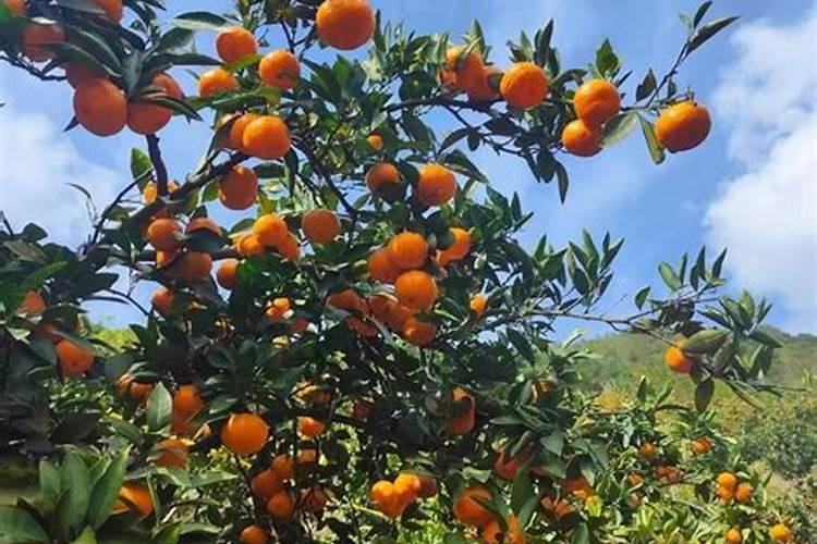 叶面肥料的相关质量标准有哪些？怎样简易识别？