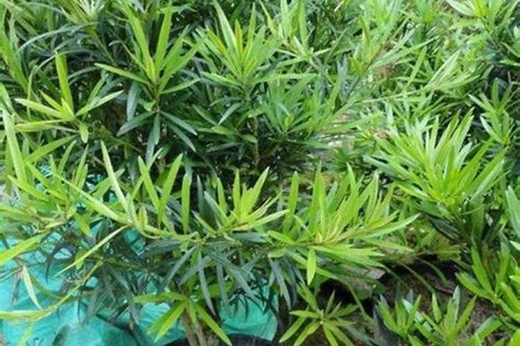 韭菜可以水培吗