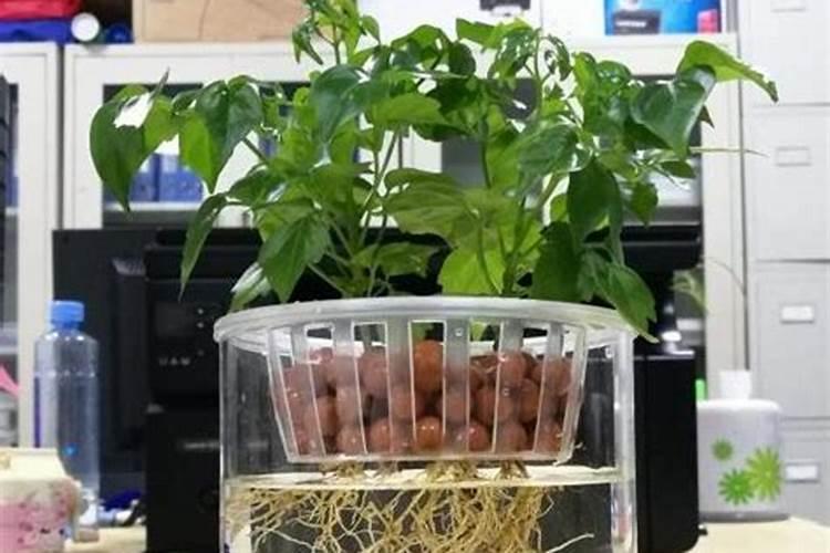 钾肥对玉米生长和产量的影响与作用