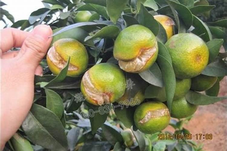 柑橘树施什么肥好？高产追肥使用昆仑风