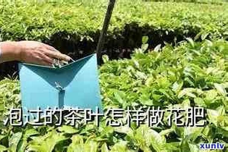 茶能当肥料吗？