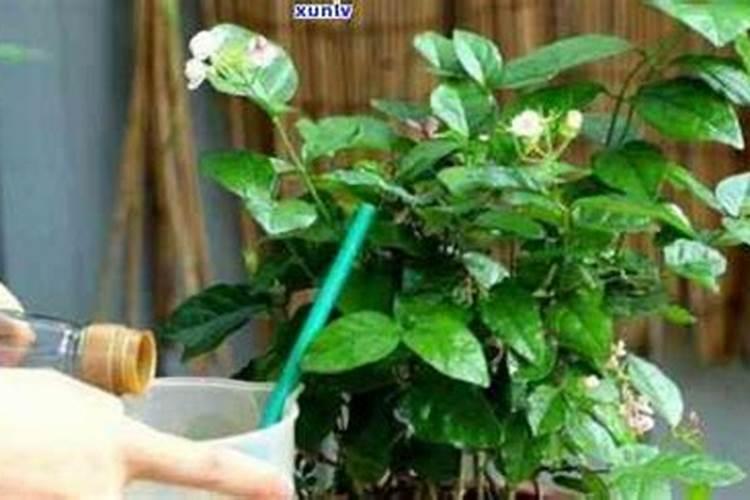 茶叶没泡过可以直接当肥料养花吗