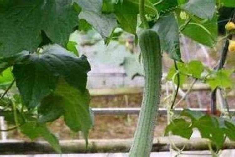 丝瓜施肥过多雌花变黄