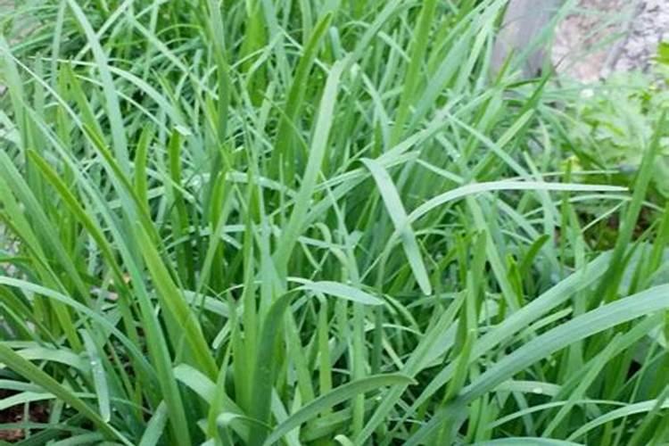 韭菜如何施肥？韭菜施肥方法