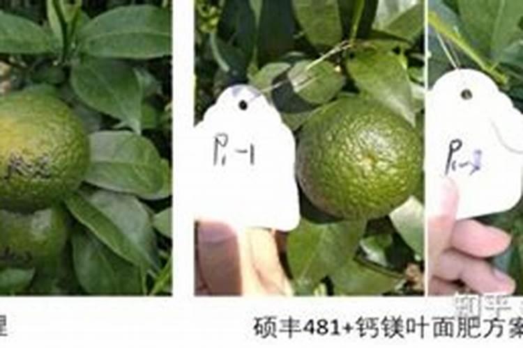 水稻后期贪青晚熟喷施什么叶面肥什么时间喷