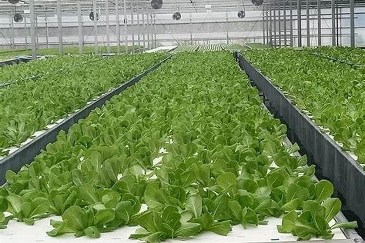 彩椒叶片正面发黄、背面长白毛,是怎么回事？