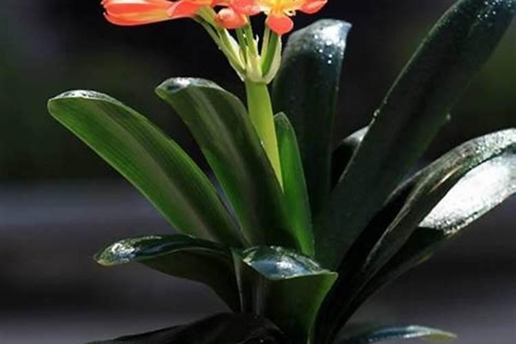 高塔氮肥效多少天？