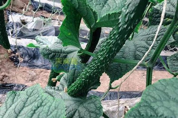 茉莉花喜肥吗喜欢施什么肥料