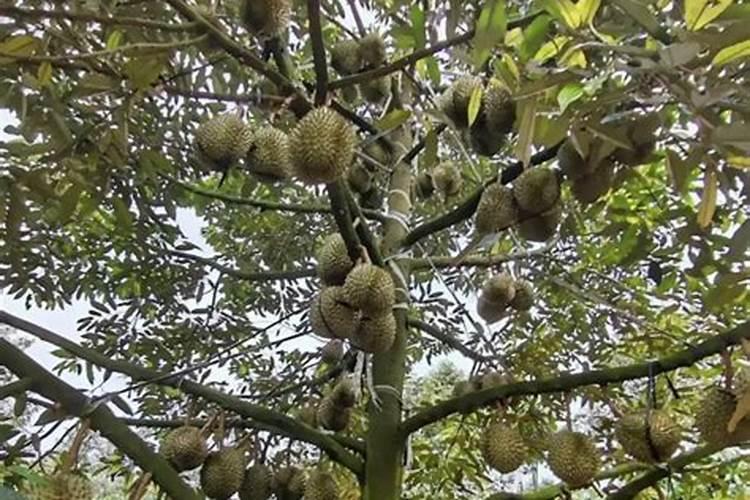 种植榴莲需要掌握什么技巧