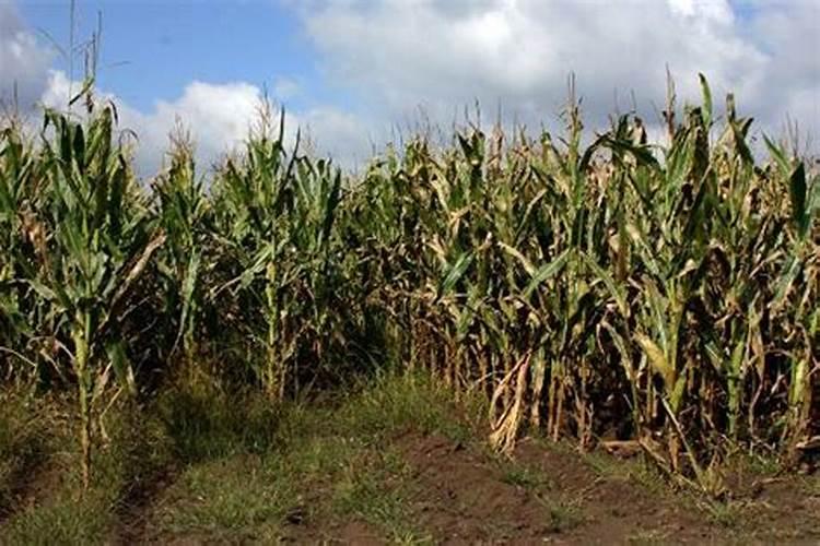 多肉施什么肥好