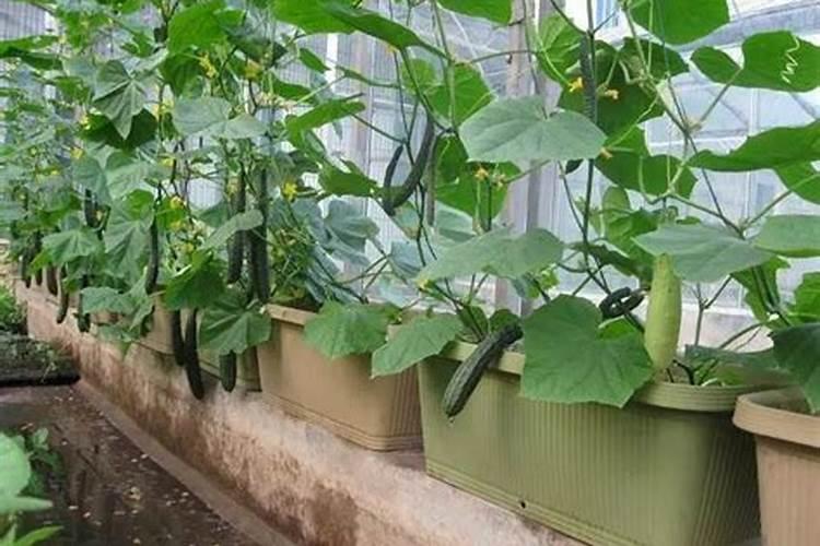 黄瓜什么时候用高钾肥料 怎么施肥提高产量