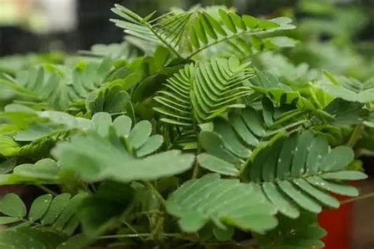 含羞草怎么才能开花